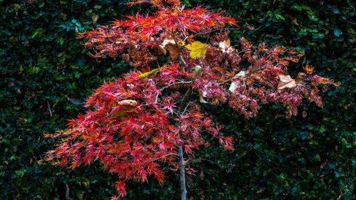 The Best Time Of Year To Prune Your Japanese Maple, And How To Do It