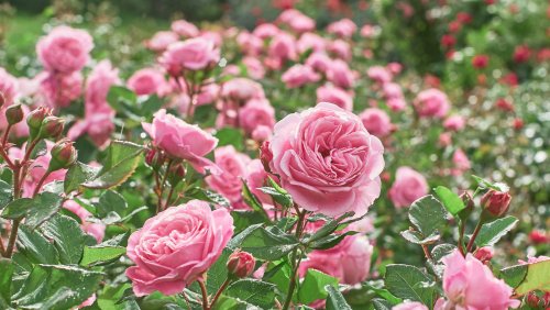 Here's How To Easily Eliminate Weeds Around Your Roses Once And For All