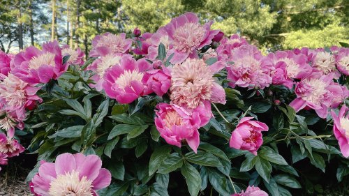 Common Mistakes Everyone Makes When Pruning Peonies