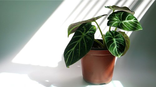 The Low-Light Indoor Plant People Can't Stop Buying