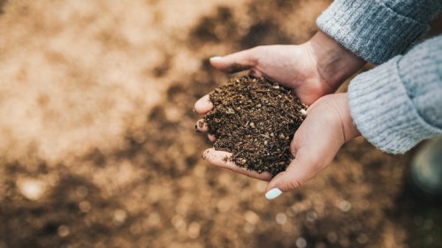 The Organic Fertilizer That'll Do Wonders For Your Garden Soil
