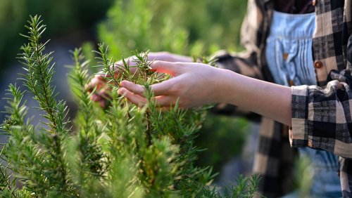 The Aromatic Herb That Will Help Your Rosemary Thrive In The Garden
