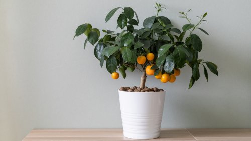 15 Indoor Fruit Trees You Can Harvest All Year Round
