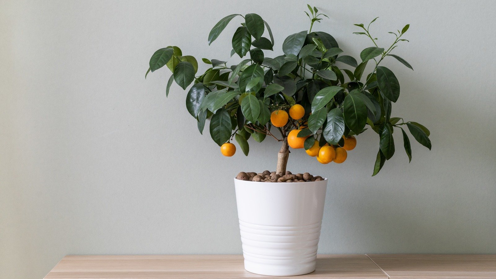 15 Indoor Fruit Trees You Can Harvest All Year Round Flipboard