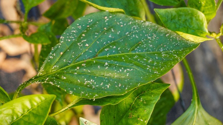 Not Soap: Use This Bathroom Staple To Keep Whiteflies Out Of The Garden