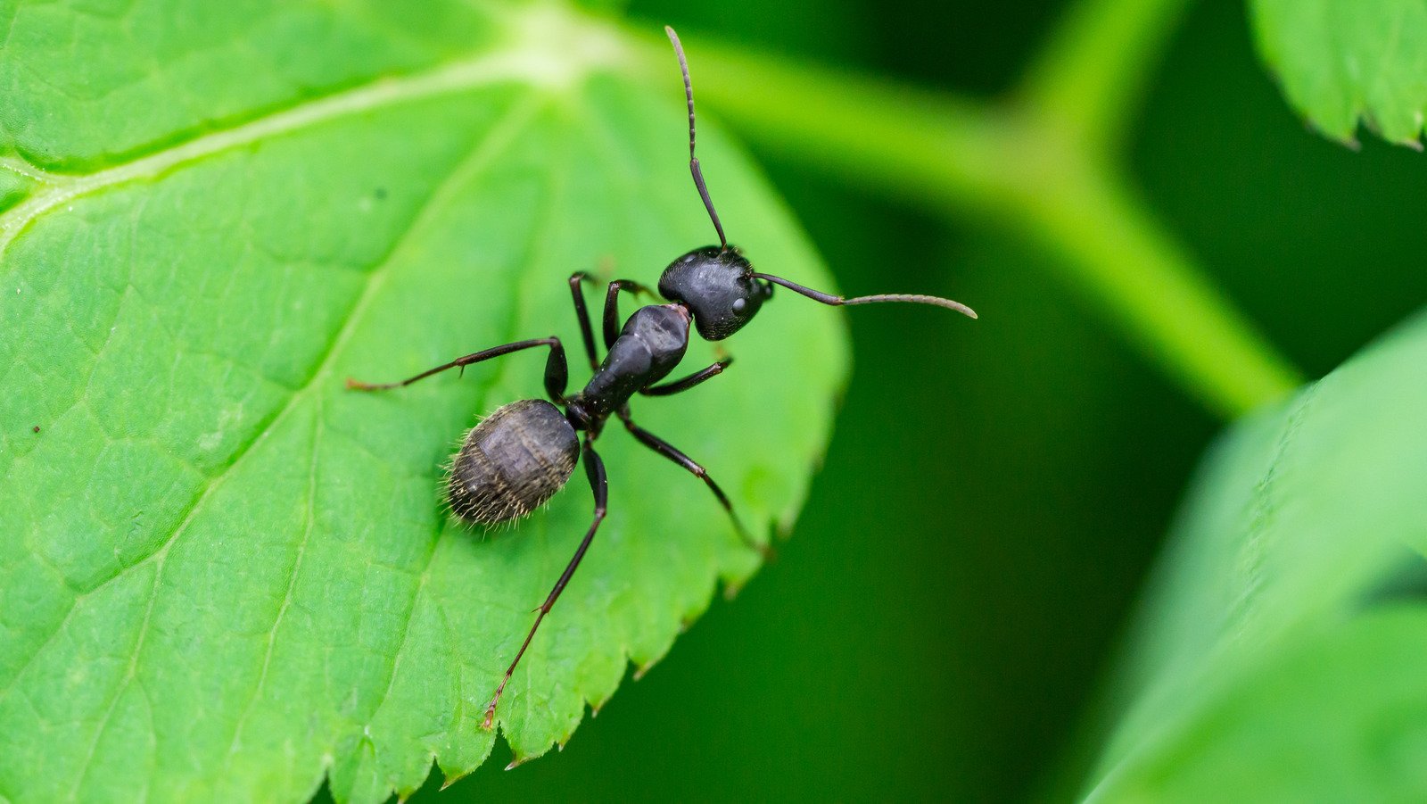 8 Best Ways To Get Rid Of Ants - House Digest