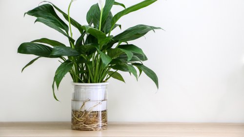 Avoid These Common Mistakes That Are Sure To Kill Your Peace Lily Plants