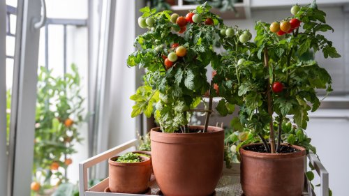 The Best Types Of Tomato For Your Container Garden