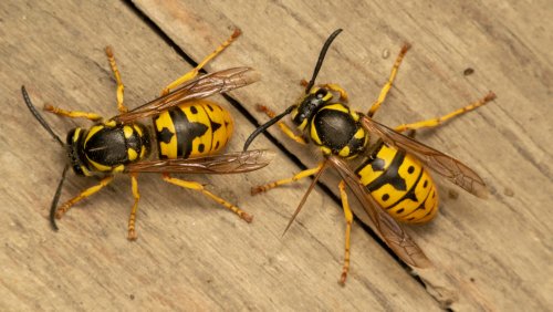 The Tabasco Hack That Will Keep Yellowjackets Away From Your Outdoor Parties - House Digest