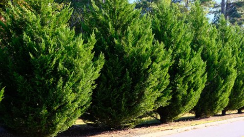 Add Depth & Color To Your Leyland Cypress Privacy Screen With These Companions