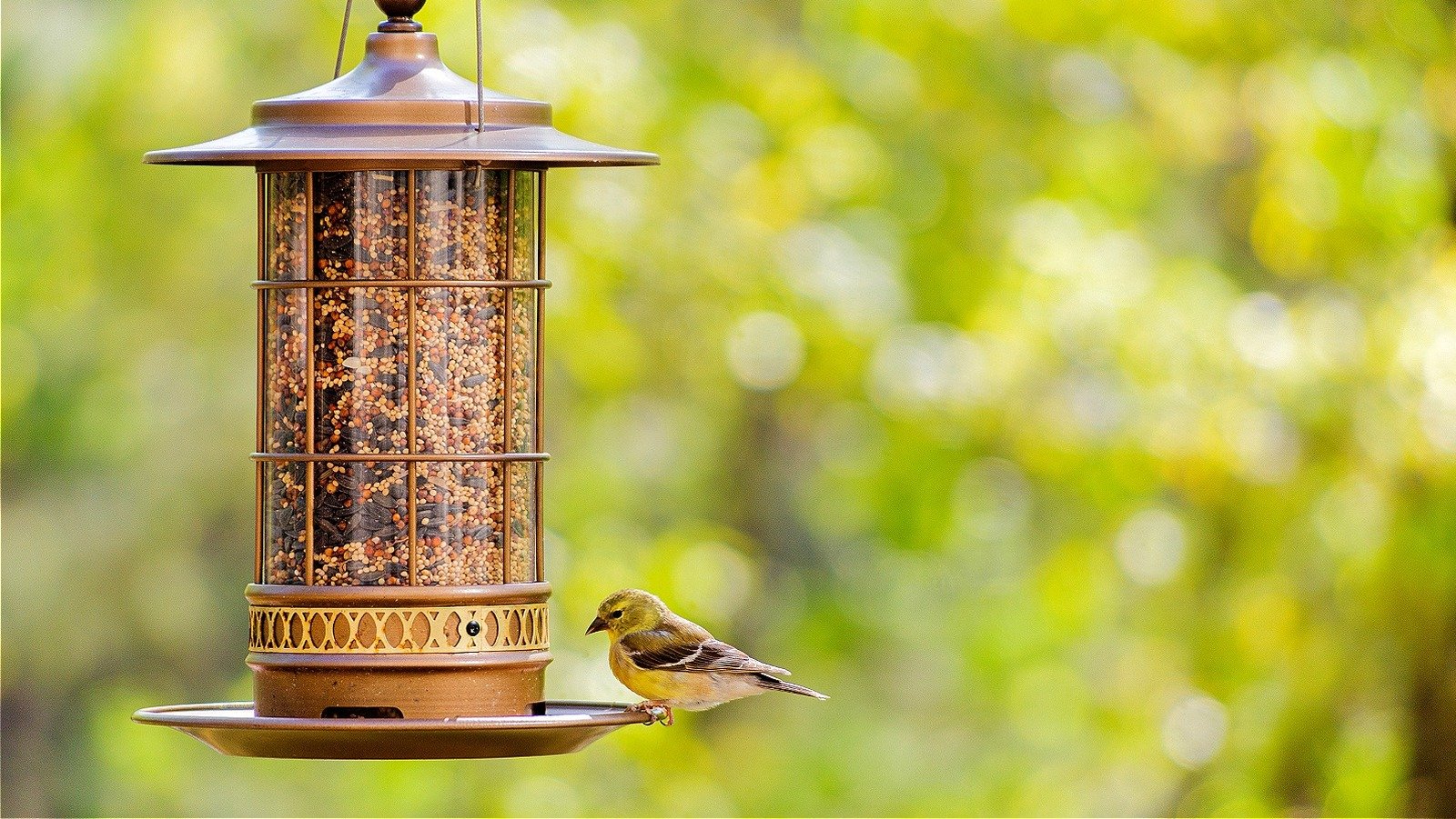 The Best Types Of Bird Feeders For Finches