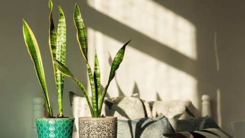 What Your Snake Plant's Yellow Leaves Are Trying To Tell You & How You Can Fix It