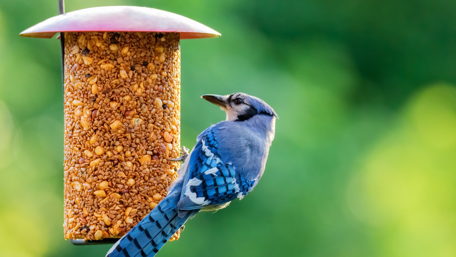 How To Protect Your Bird Feeder From Wind