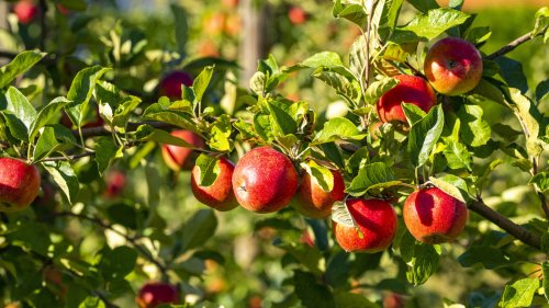 The Type Of Soil That Will Help Your Fruit Trees Flourish