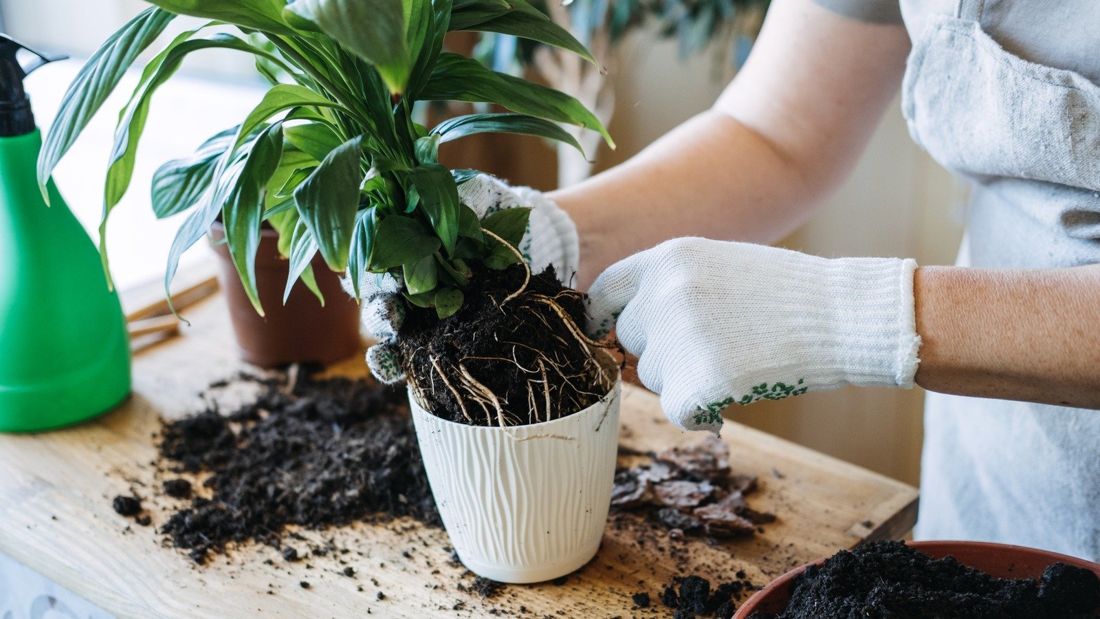 15 Houseplants That Even Beginners Can Grow