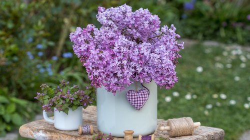 The Best Lilac Varieties That Can Be Grown In Pots