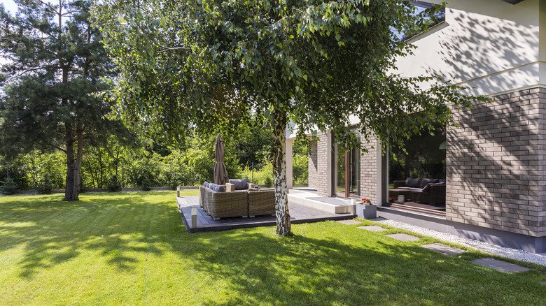 The Fast-Growing Tree That'll Provide Natural Shade For Your Yard
