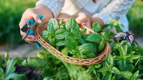 A Basil 'Barrier' Is Your Garden's Best Natural Defense Against Bugs