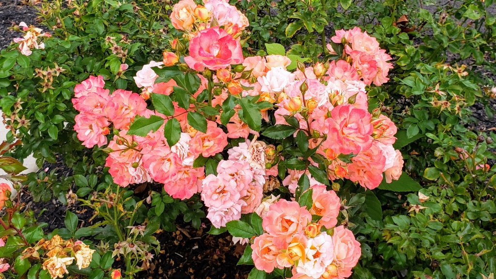 Garden Central