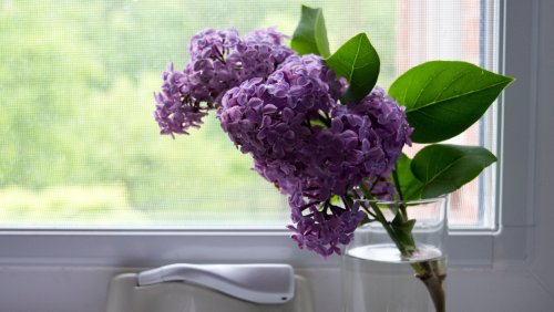 How And When To Propagate Lilacs