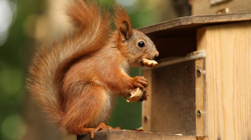 This Smart Tip May Be The Key To Keeping Squirrels Out Of Bird Feeders For Good