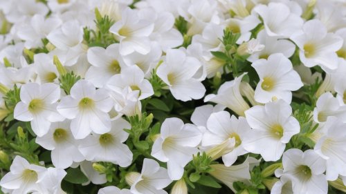 15 Annuals That Bloom With Pretty White Flowers