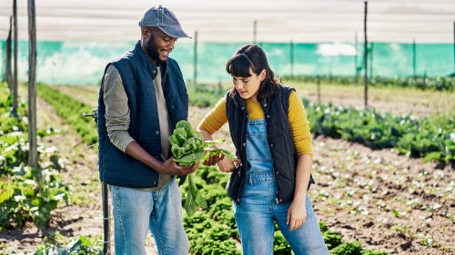 Common Gardening Mistakes That Are Hindering Your Spinach Harvest