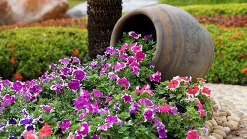 How To Get Your Petunias To Rebloom And Last All Season Long In The Summer Heat