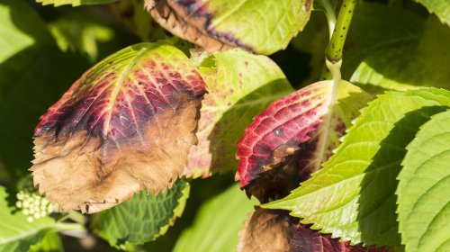 Why Your Hydrangea Leaves Are Turning Purple And How To Fix Them