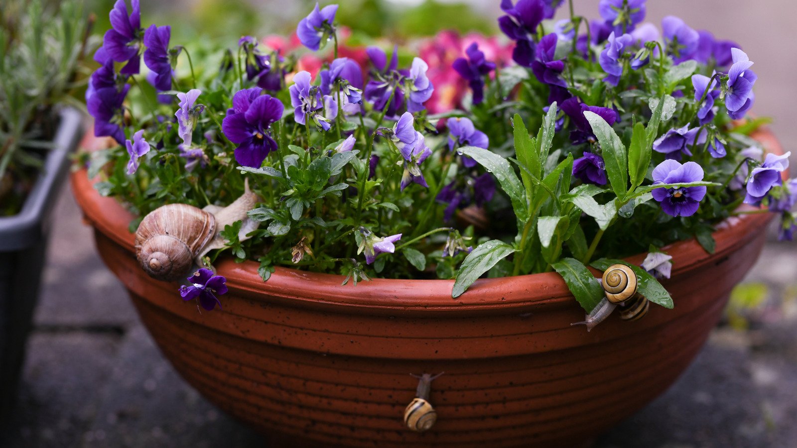 The Beyond Genius WD-40 Trick That Keeps Slugs & Snails Out Of Your Plant Pots
