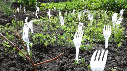 How To Use Plastic Forks To Keep Animals Out Of Your Vegetable Garden