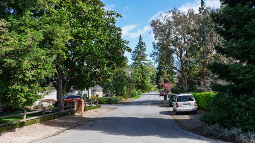 The Fire Resistant Tree All California Home Owners Should Plant In Their Yard