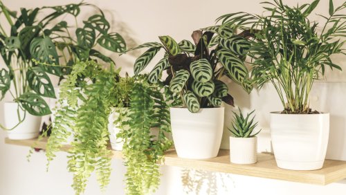 The Air-Purifying Plant You'll Want To Keep In Your Home