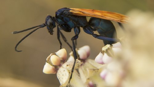 Why You Might Want To Keep Tarantula Hawk Wasps Around