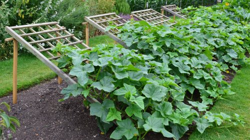 Mistakes To Avoid When You Grow Cucumbers On A Trellis
