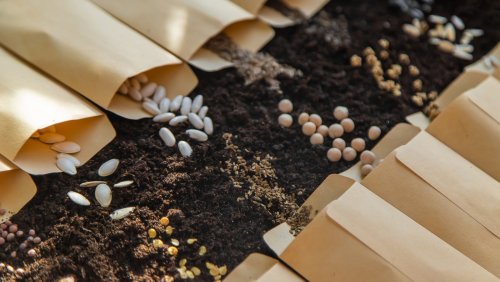 Don't Make These Common Mistakes When Starting Seeds Indoors