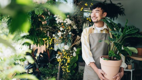 TikToker Shares 4 Things To Look For When Shopping For A Plant