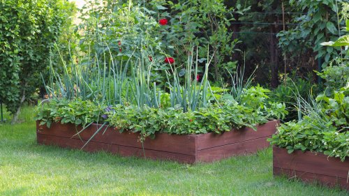 12 Popular Vegetables That Don't Need Frequent Watering To Thrive In The Garden