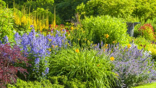Perennials That Will Never Leave Your Garden Once Planted