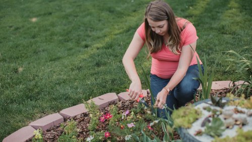 3 Ways To Use This Profusely Flowering Ground Cover Plant In The Garden