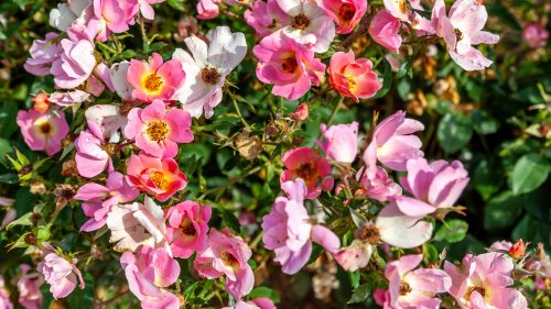 Knock Out Roses: Everything You Should Know Before Planting