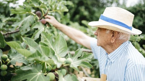 Avoidable Mistakes To Know Before Pruning A Fig Tree