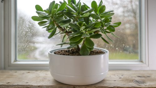 How To Repot A Jade Plant For The Best Chance Of Success