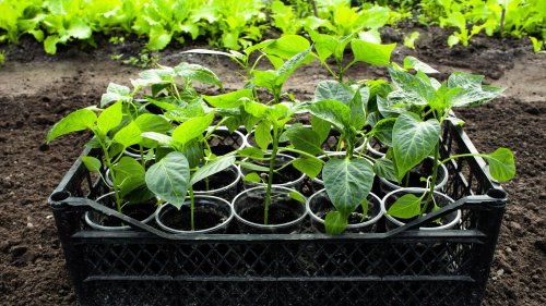 A Basic Solo Cup Is All You Need To Kickstart Your Pepper Garden On A Budget