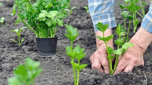 9 Garden Vegetables That Aren't Worth Growing From Seed