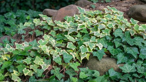 Good Alternatives For Invasive English Ivy In Your Garden