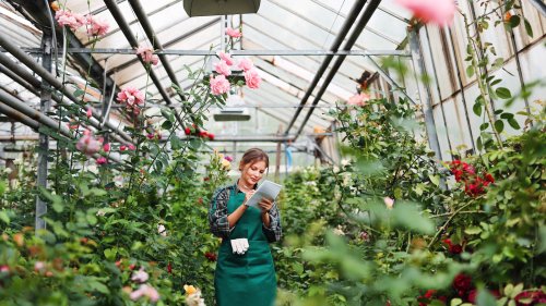 The Rose Species You Can Grow As A Thick Shrub Or Train To Climb Structures