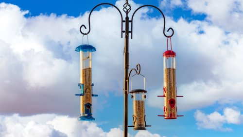 Why You Should Hang A Bar Of Soap Near Your Bird Feeder