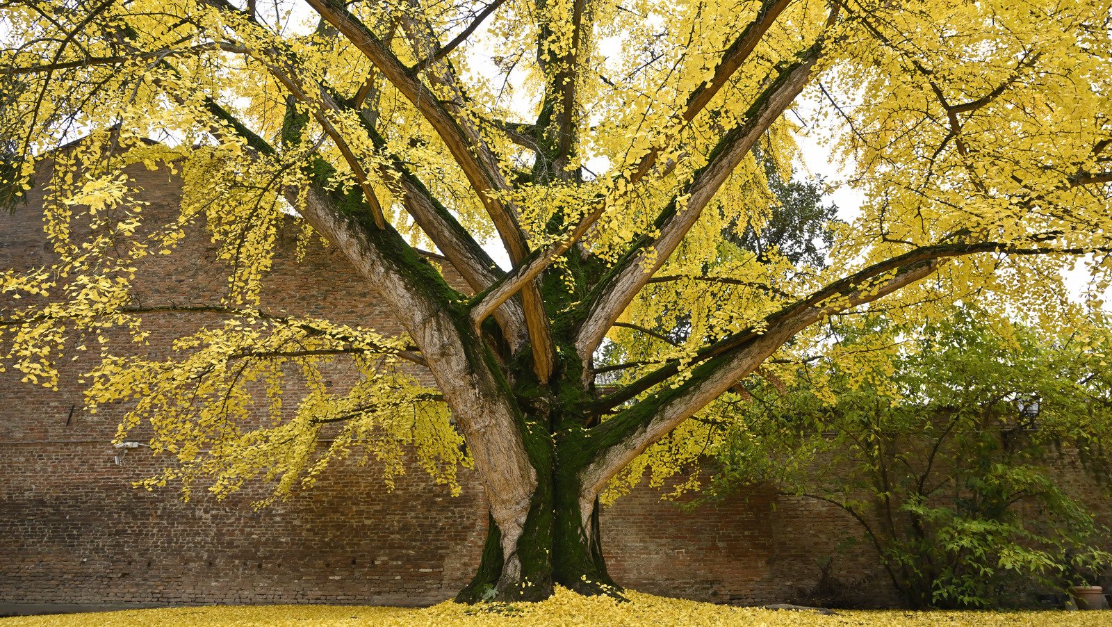 The Perfect Shade Tree For Your Yard Was Around When Dinosaurs Roamed The Earth