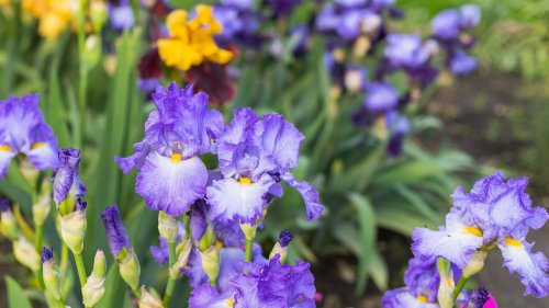 The Benefits Of Planting Irises Next To Your Forsythia
